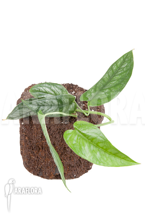 Epipremnum sp Blue &lsquo;M&rsquo;