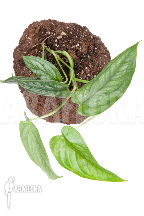 Epipremnum sp Blue &lsquo;M&rsquo;