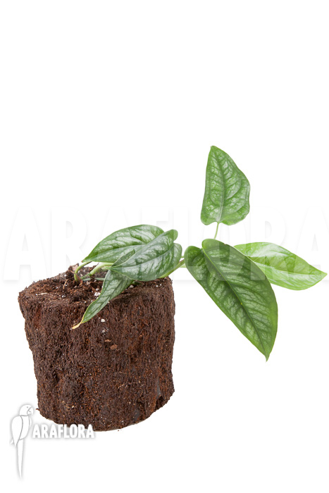 Epipremnum sp Blue &lsquo;M&rsquo;