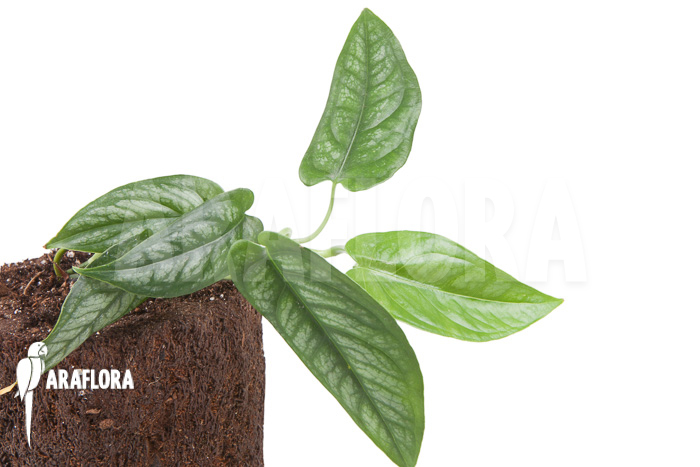 Epipremnum sp Blue &lsquo;M&rsquo;