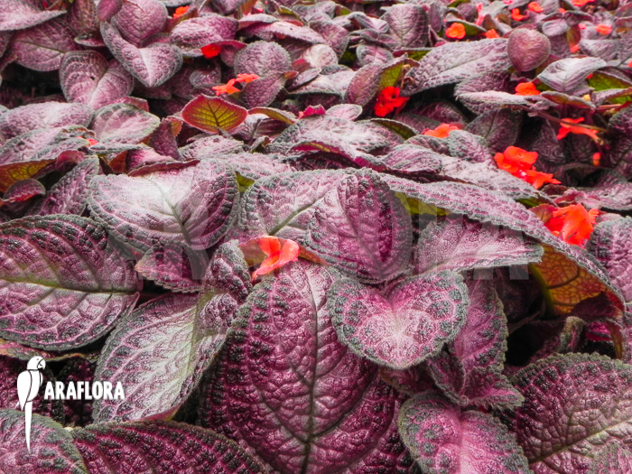 Episcia cupreata Pink Smooth