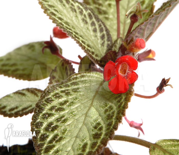 Episcia reptans-2