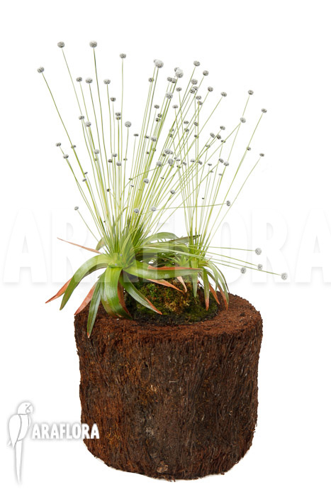 Eriocaulon species Gran sabana