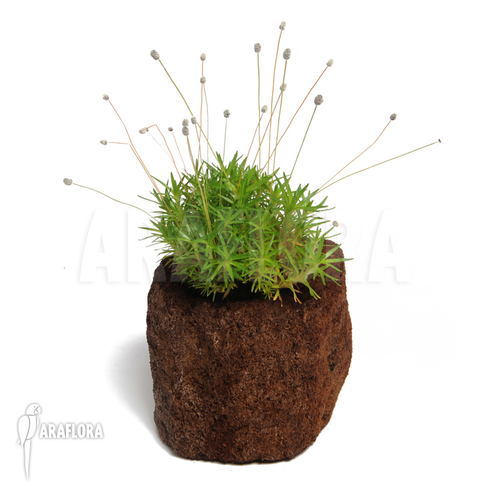 Eriocaulon species Gran sabana