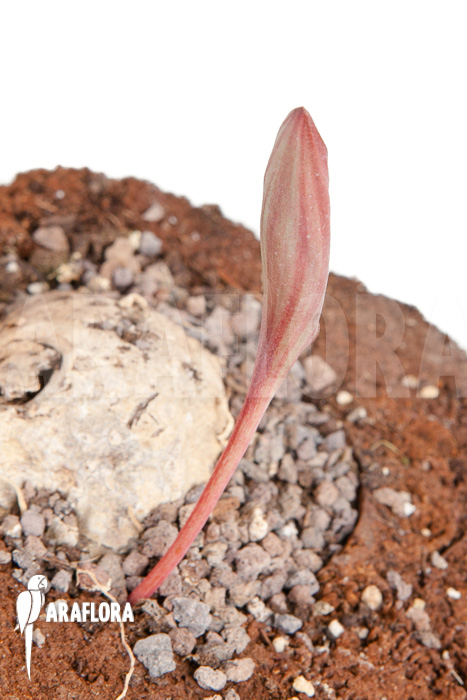 Eriosperma cooperii &lsquo;L&rsquo;