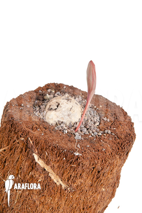 Eriosperma cooperii &lsquo;L&rsquo;