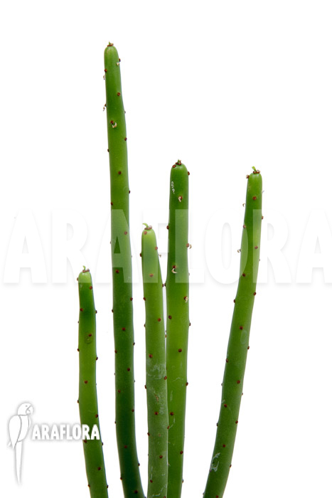 Euphorbia alluaudii