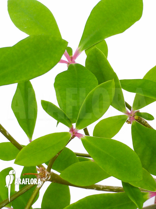 Euphorbia bongolavensis