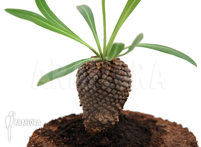 Euphorbia bupleurifolia