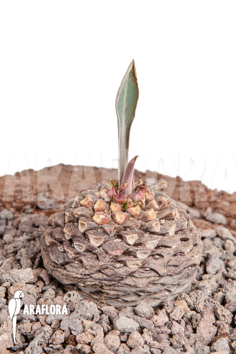 Euphorbia bupleurifolia &lsquo;S&rsquo;