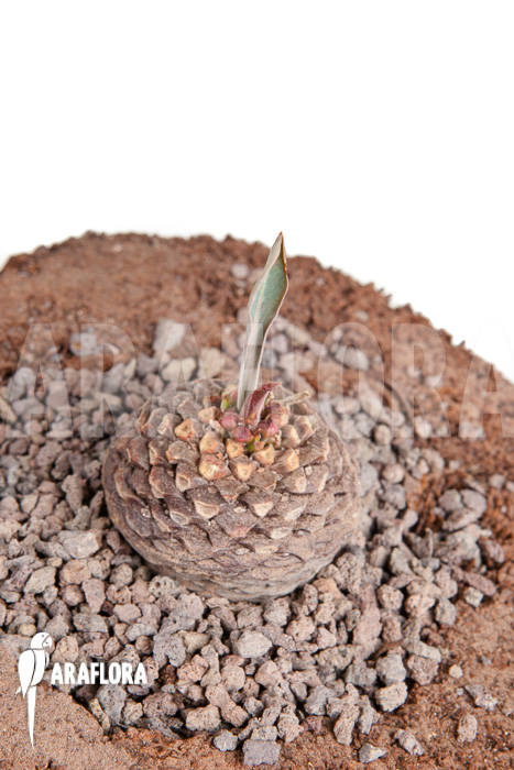 Euphorbia bupleurifolia &lsquo;S&rsquo;