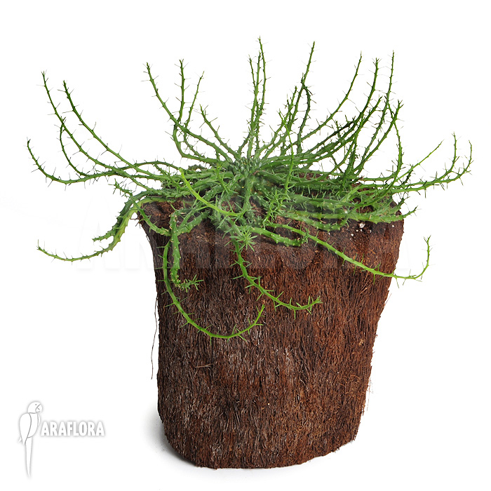 Euphorbia caput medusae