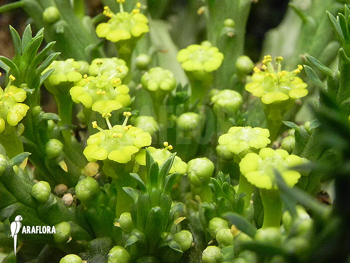 Euphorbia caput-medusae flower