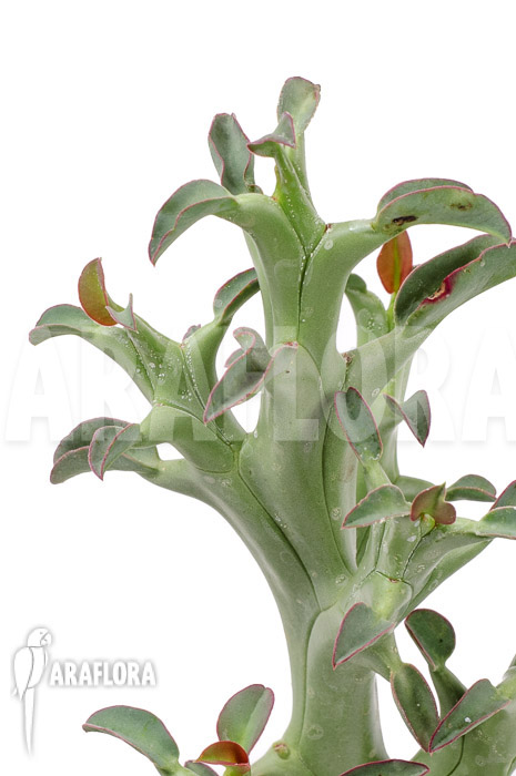 Euphorbia hamata &lsquo;L&rsquo;
