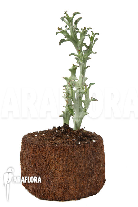 Euphorbia hamata &lsquo;L&rsquo;