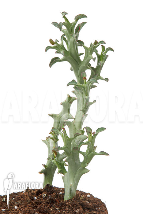Euphorbia hamata &lsquo;L&rsquo;