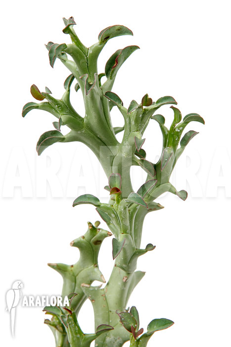 Euphorbia hamata &lsquo;L&rsquo;