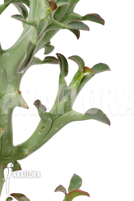 Euphorbia hamata &lsquo;L&rsquo;