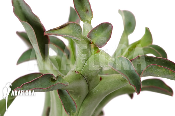 Euphorbia hamata &lsquo;L&rsquo;