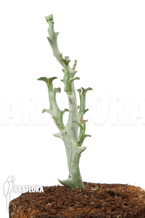 Euphorbia hamata &lsquo;Starter&rsquo;