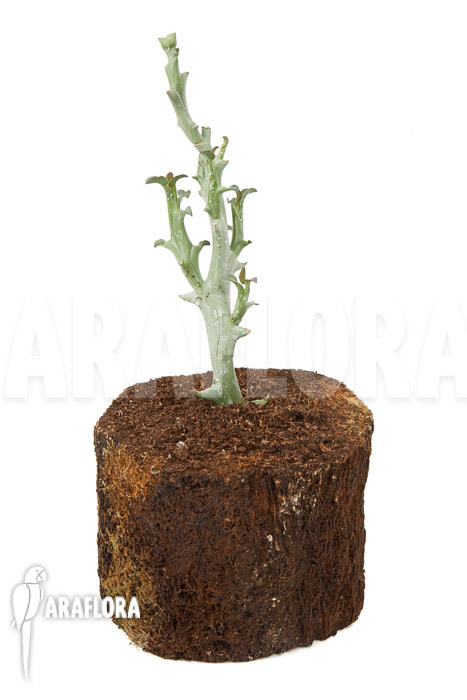 Euphorbia hamata &lsquo;Starter&rsquo;