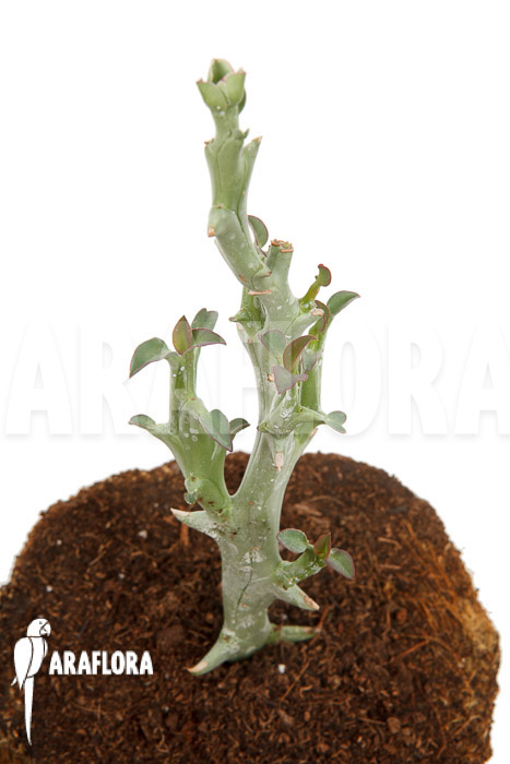 Euphorbia hamata &lsquo;Starter&rsquo;