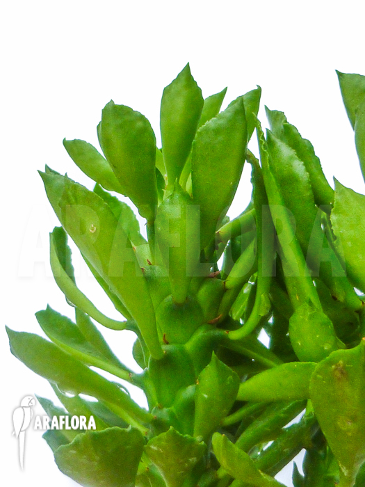 Euphorbia heteropoda