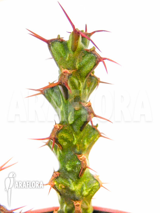 Euphorbia lenewtonii