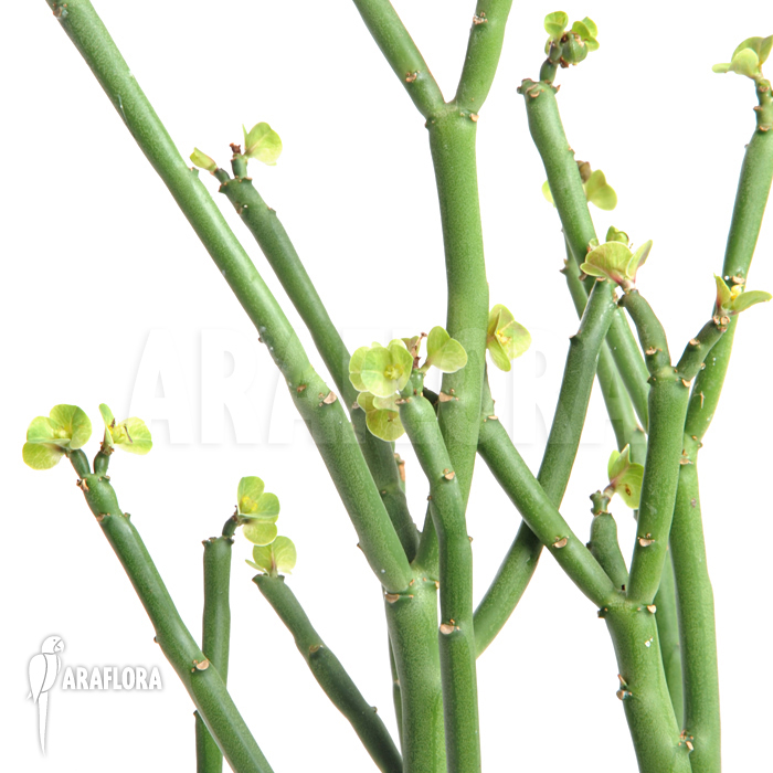 Euphorbia phosphorea