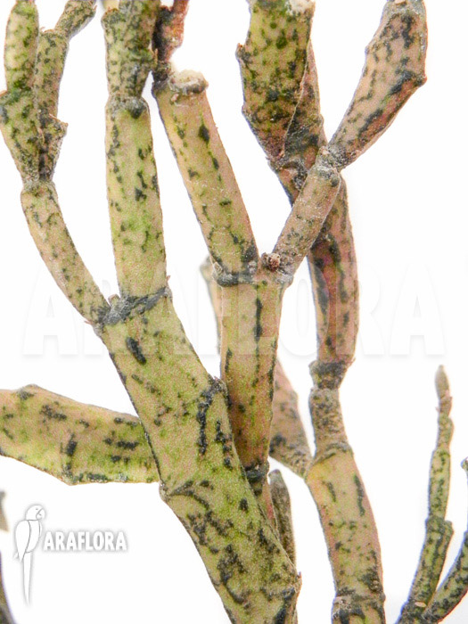 Euphorbia platyclada