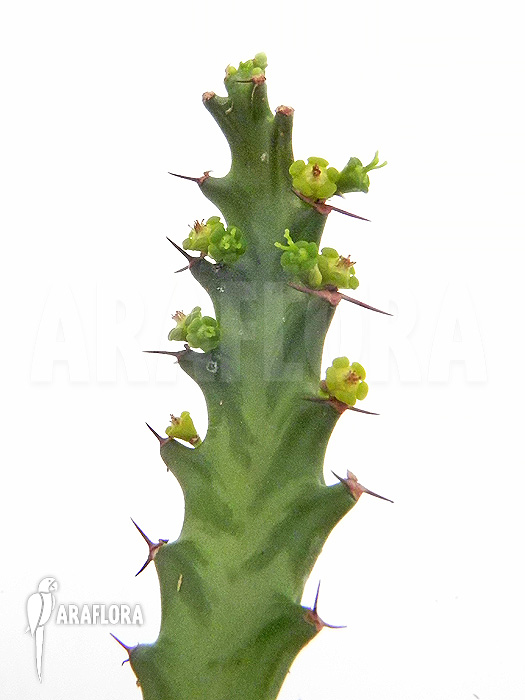 Flowering Euphorbia stellata