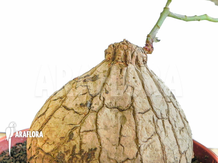 Euphorbia trichadenia