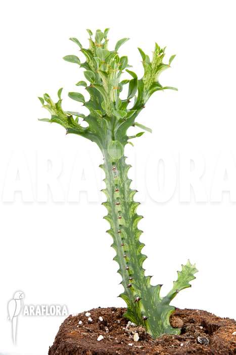 Euphorbia trigona Variegata &lsquo;starter&rsquo;