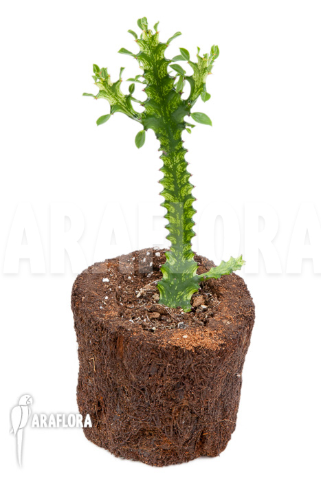 Euphorbia trigona Variegata &lsquo;starter&rsquo;