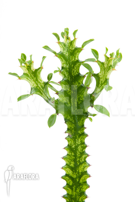 Euphorbia trigona Variegata &lsquo;starter&rsquo;