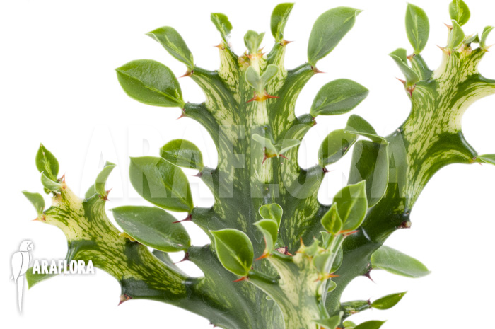 Euphorbia trigona Variegata &lsquo;starter&rsquo;