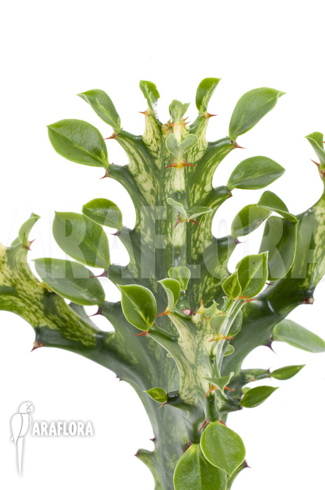 Euphorbia trigona Variegata &lsquo;starter&rsquo;