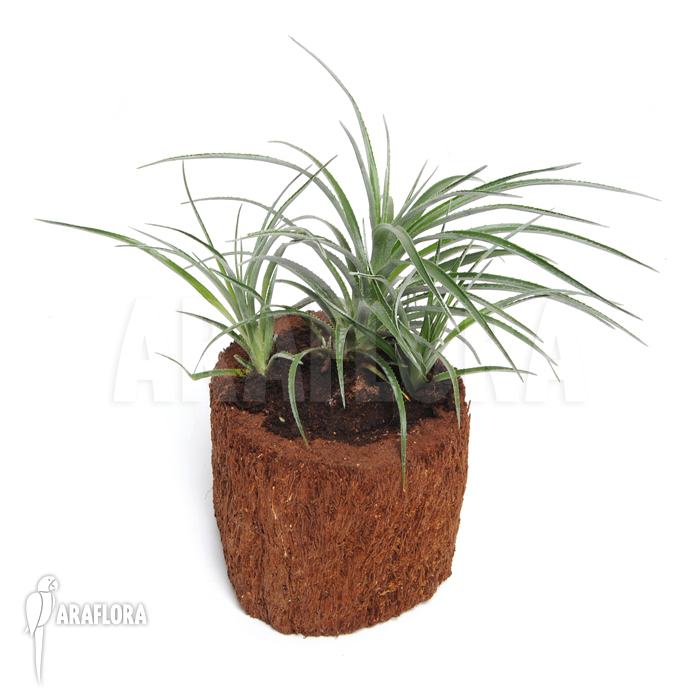 Fasciculaire bicolor