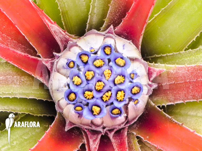 Fascicularia bicolor flower