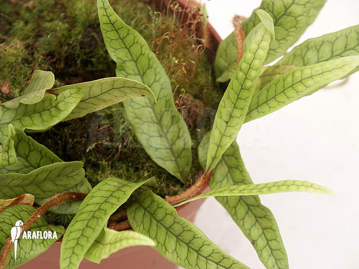 Fern species Costa Rica