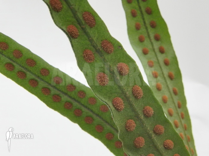 Fern species Costa Rica