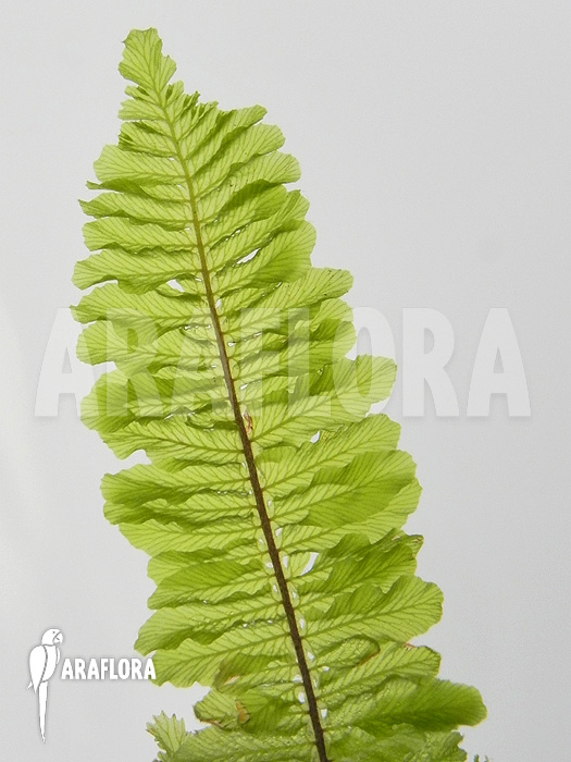 Fern species South Africa