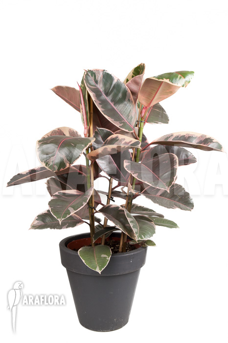Ficus elastica &lsquo;tricolor&rsquo;