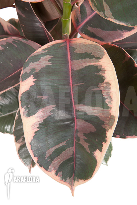 Ficus elastica &lsquo;tricolor&rsquo;