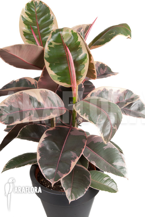 Ficus elastica &lsquo;tricolor&rsquo;