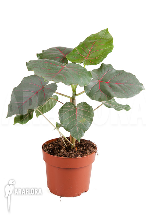 Ficus petiolaris &lsquo;Starter&rsquo;