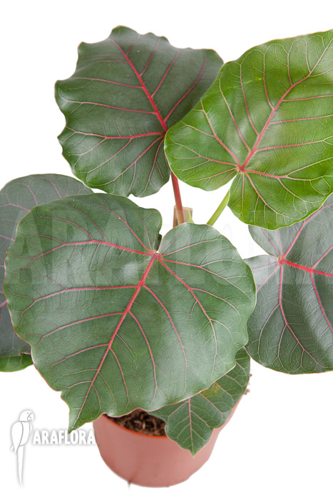 Ficus petiolaris &lsquo;Starter&rsquo;