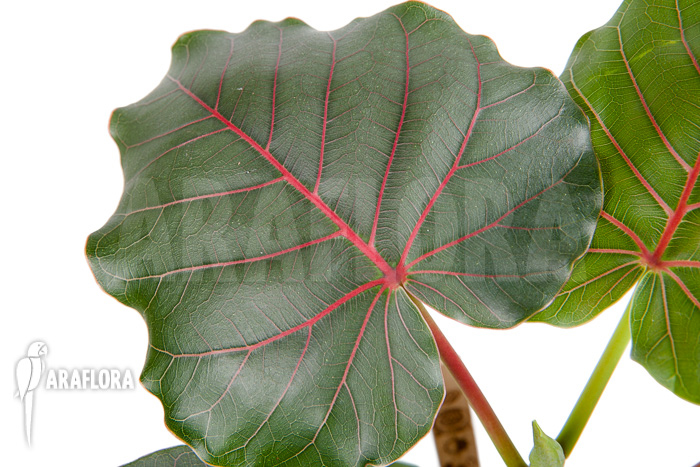Ficus petiolaris &lsquo;Starter&rsquo;