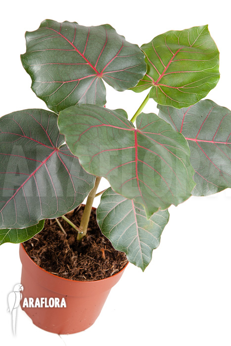 Ficus petiolaris &lsquo;Starter&rsquo;