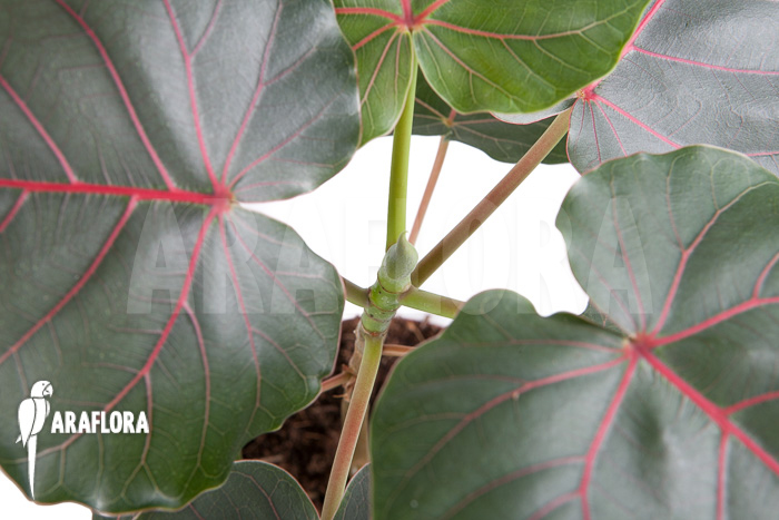 Ficus petiolaris &lsquo;Starter&rsquo;